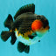 SHOW GRADE CHUBBY Tricolor Yuanbao Male 5 inches #071026YB_08