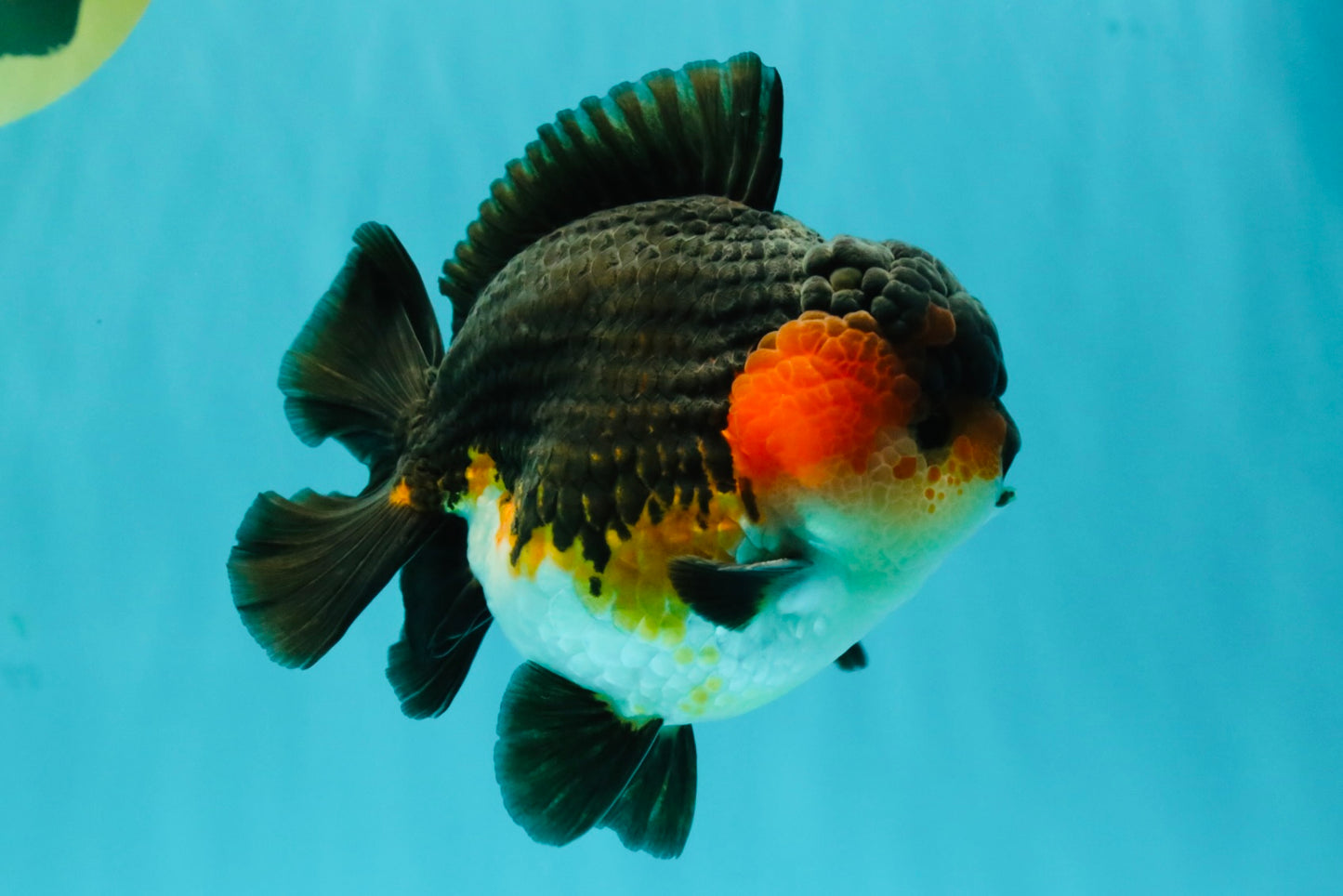 SHOW GRADE CHUBBY Tricolor Yuanbao Male 5 inches #071026YB_08
