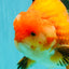 AAA Grade Apache Oranda Male 6.5 inches #071026OR_06