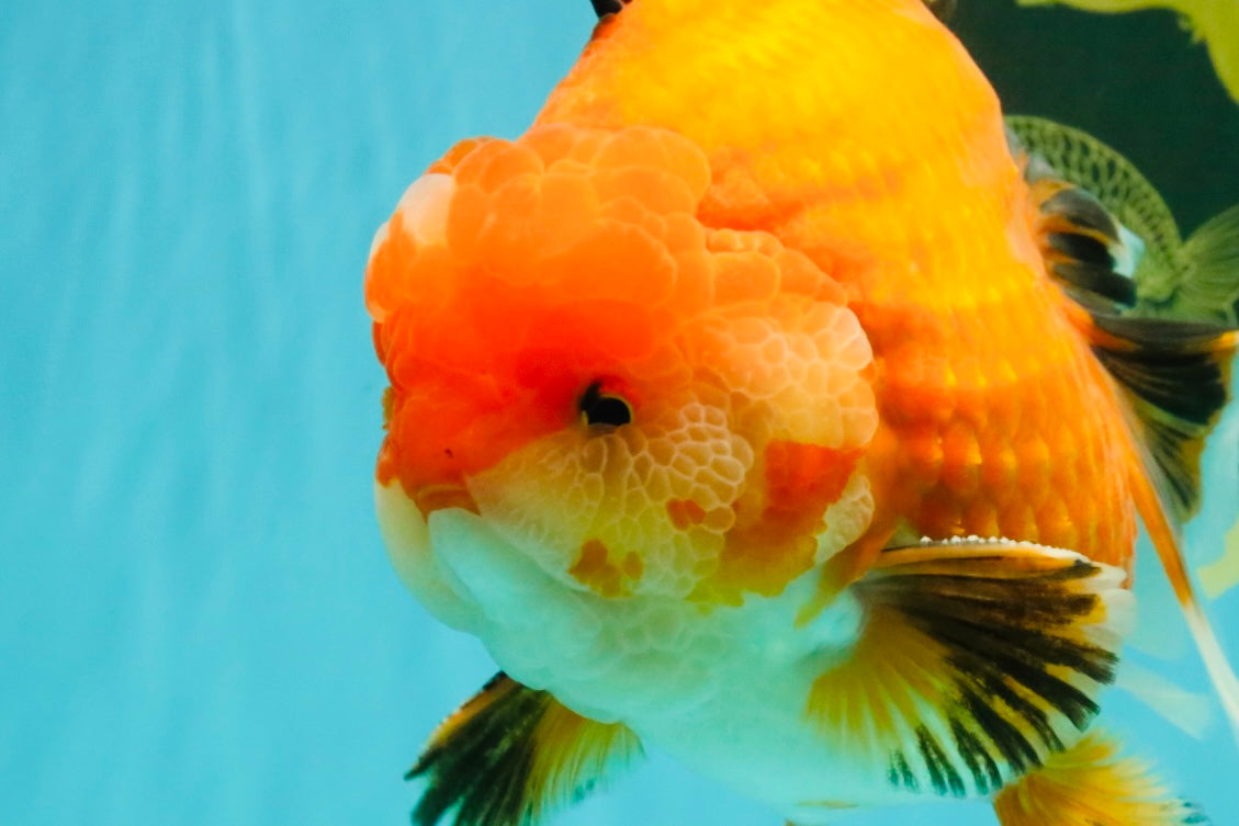 AAA Grade Apache Oranda Male 6.5 inches #071026OR_06