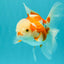 A Grade Kohaku Red White Oranda Female 5-5.5 inches #102326OR_06