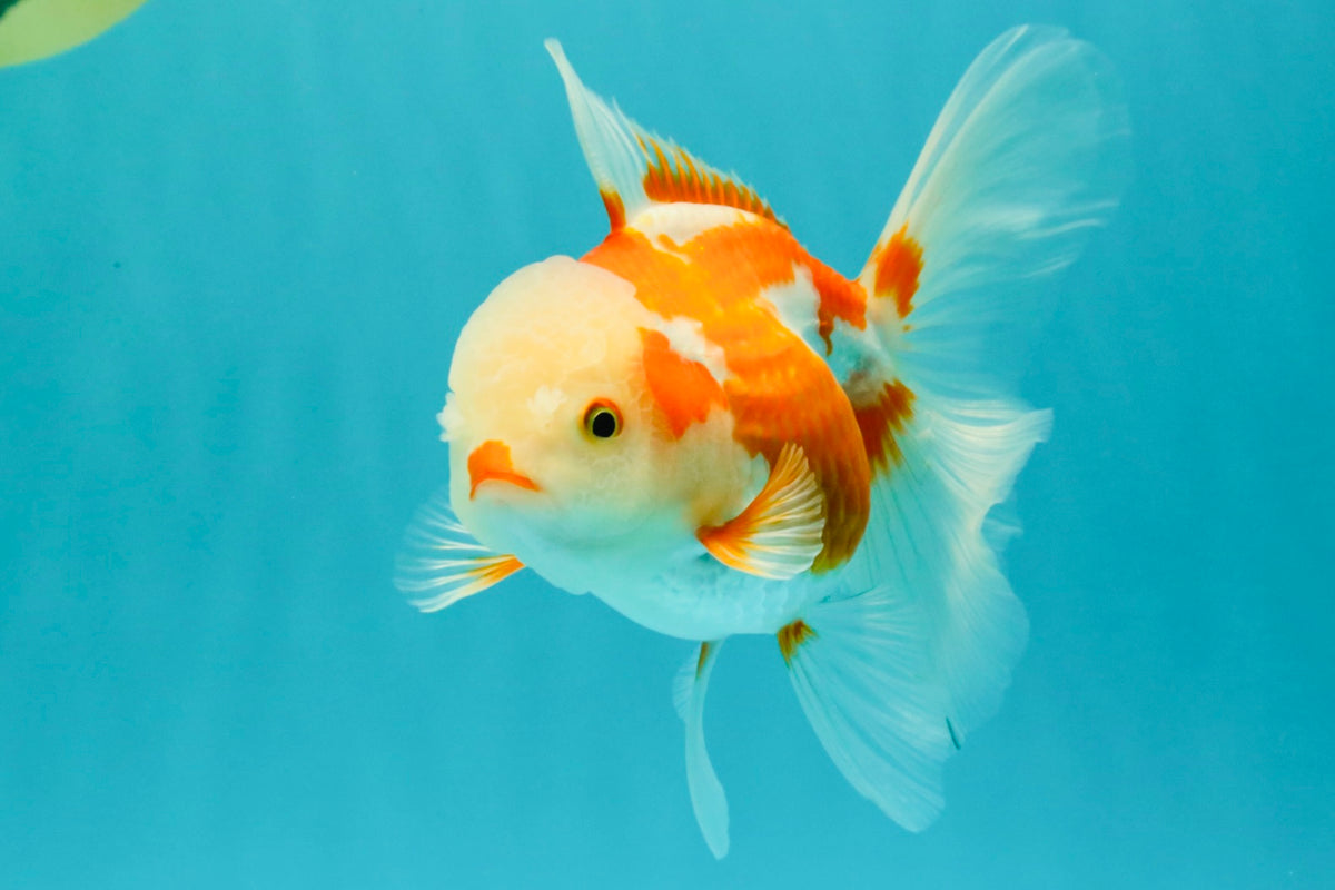 A Grade Kohaku Red White Oranda Female 5-5.5 inches #102326OR_06