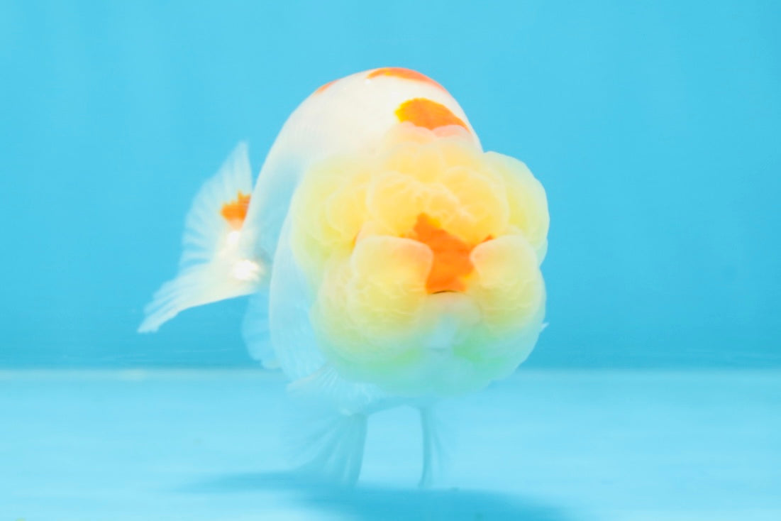 A Grade Red White Kohaku LionQueen 4 inches #101725LC_07