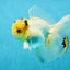 A Grade Panda White Oranda Male 5 inches #050225OR_07