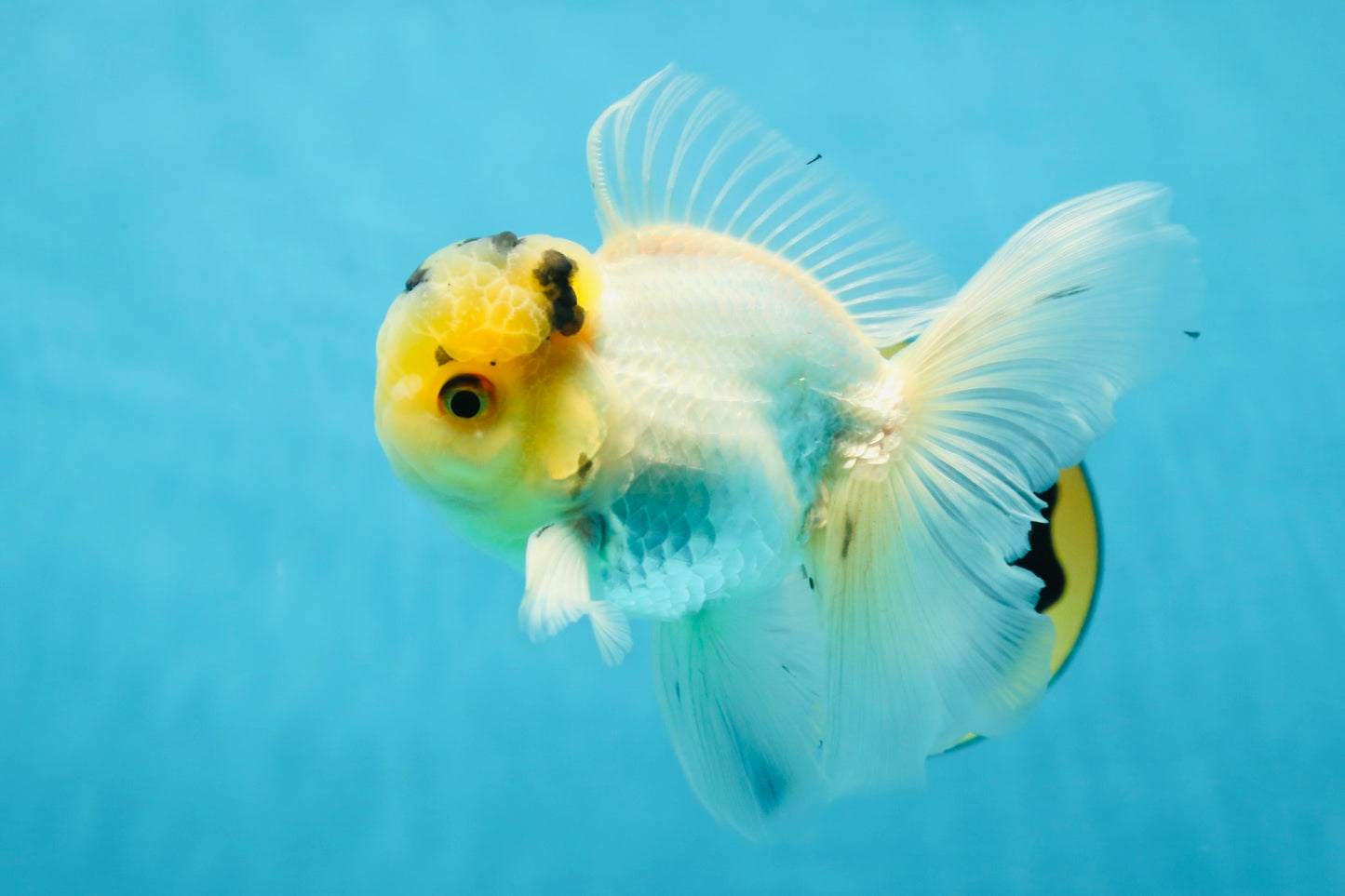 A Grade Panda White Oranda Male 5 inches #050225OR_07