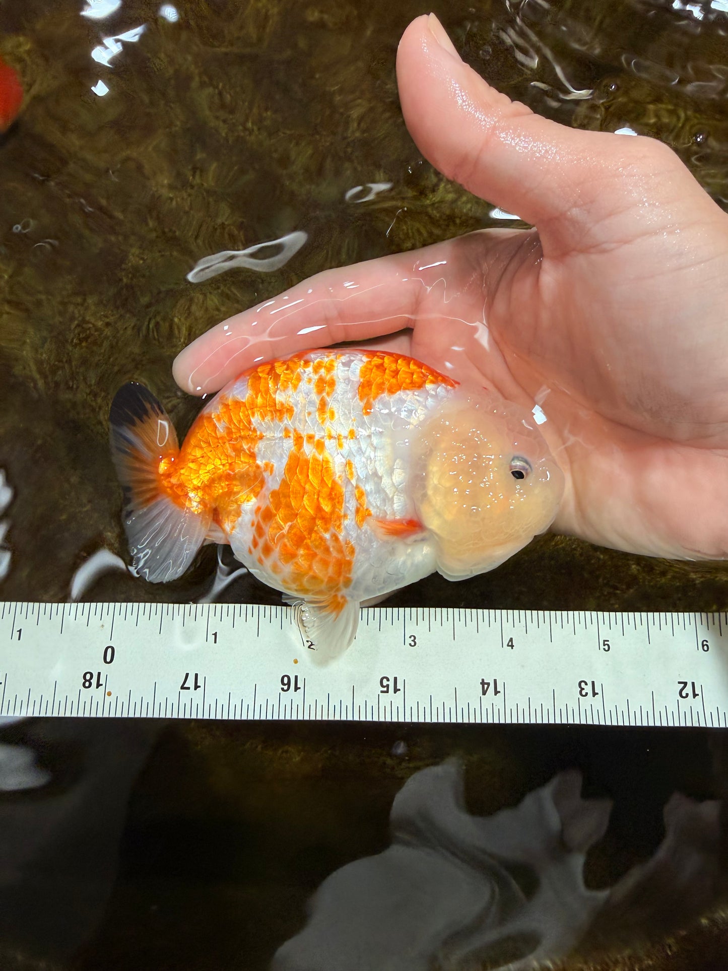 CHUBBY AAA Grade Kohaku Sakura LionQueen 4.5 inches #112825LC_01