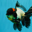 BATMAN AAA Grade Tricolor Oranda Male 5.5 inches #022026OR_09