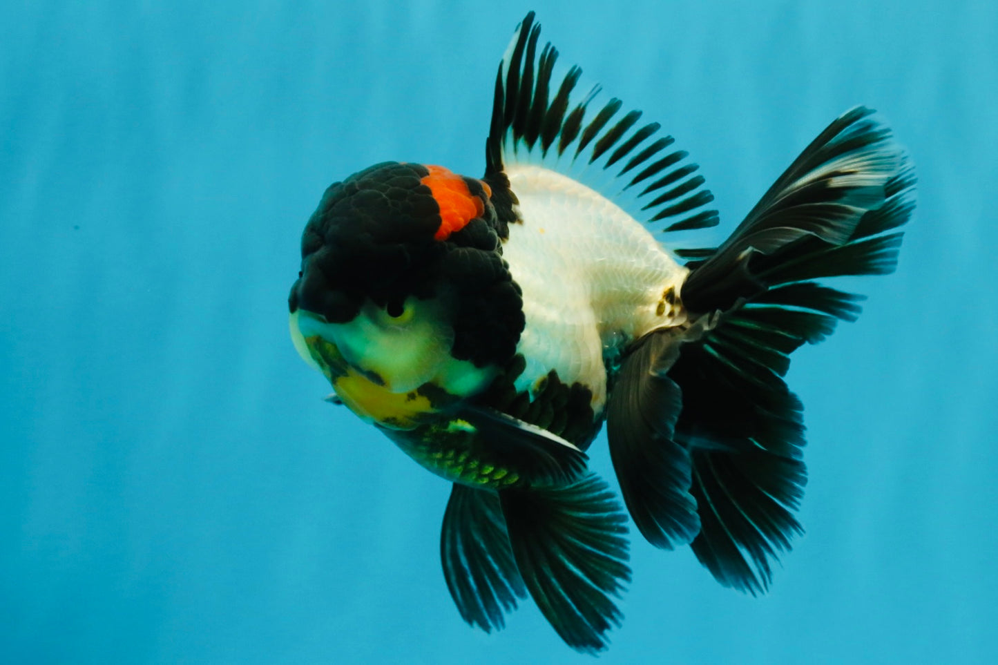 BATMAN AAA Grade Tricolor Oranda Male 5.5 inches #022026OR_09