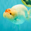 Red White Buffalo Ranchu Male 5.5-6 inches #100926RC_28