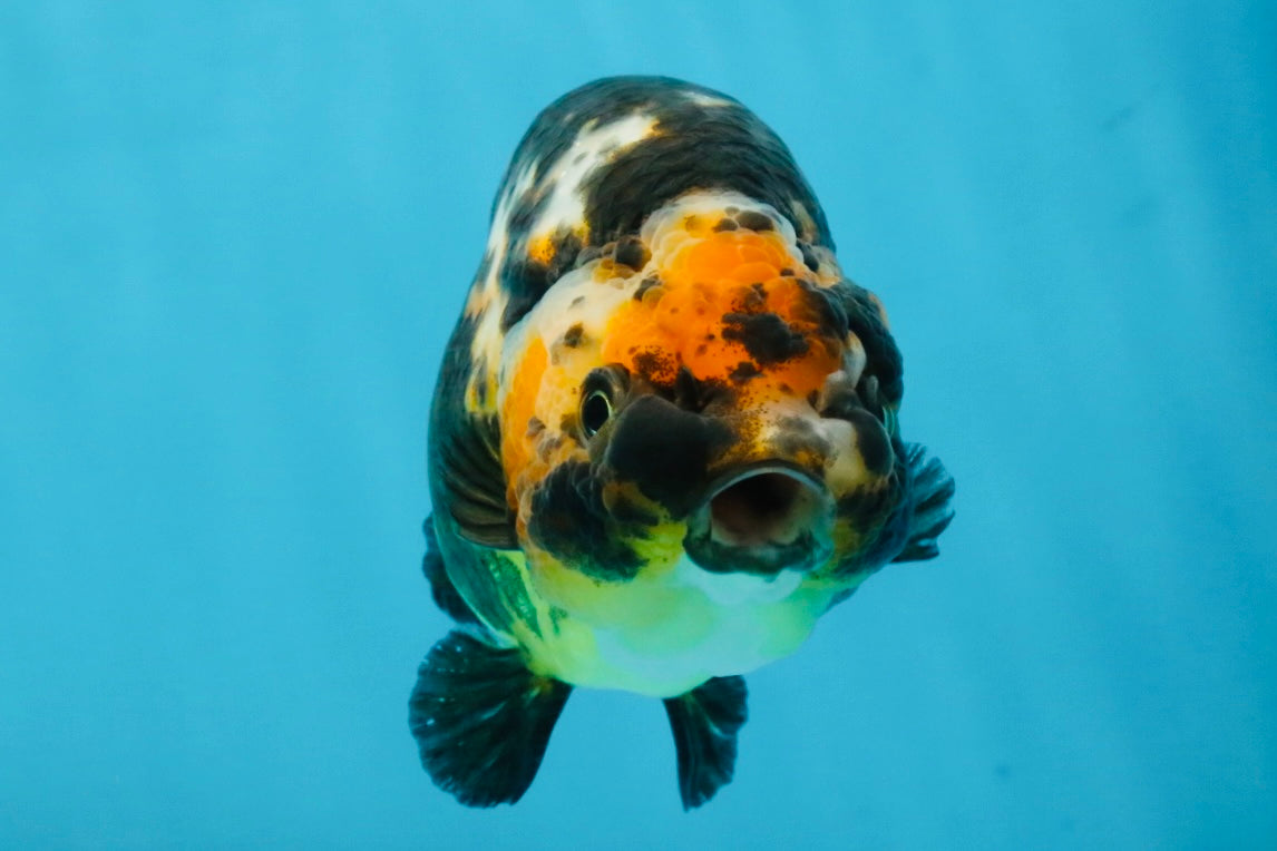CHUBBY A Grade Calico Chinese Ranchu Female 5 inches #121225RC_06