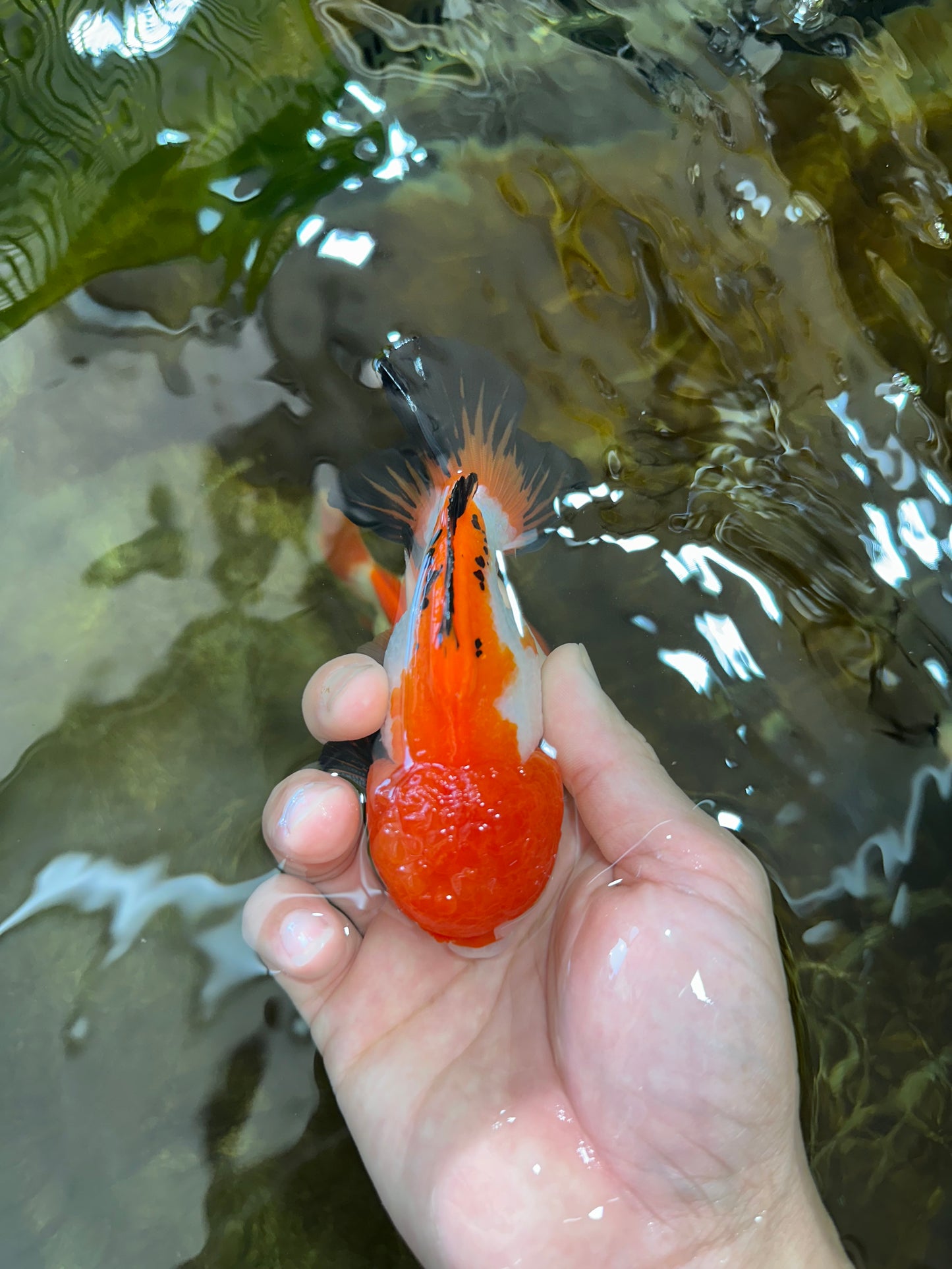 Tricolor Yuanbao Male 4.5 inches #062725YB_10