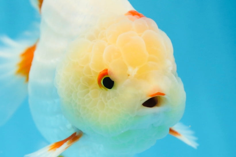 AAA Grade BEAUTIFUL Red White Yuanbao Male 5.5 inches #091225YB_02