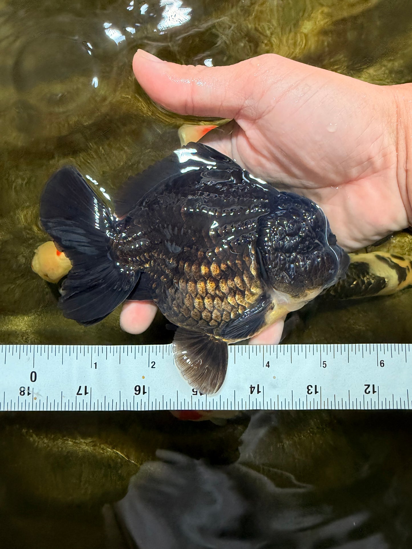 AAA Grade Godzilla Black Yuanbao Male 5-5.5 inches #103125YB_03