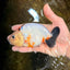 RARE Cow Chinese Ranchu Male 5-5.5 inches #120525RC_04