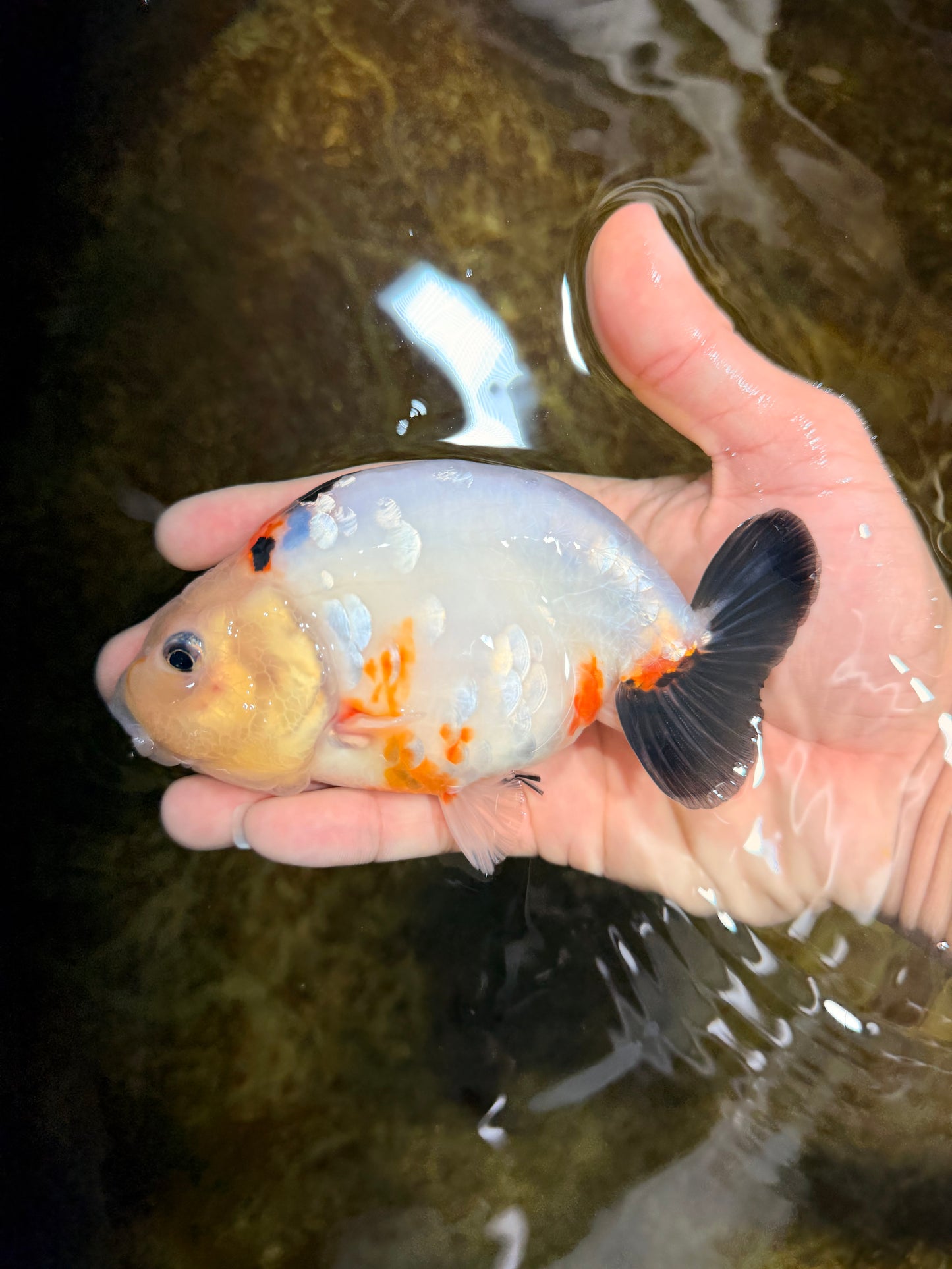 RARE Cow Chinese Ranchu Male 5-5.5 inches #120525RC_04