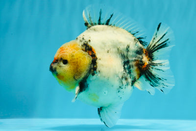 A Grade Godzilla Marble Yuanbao Male 6 inches #022726YB_03