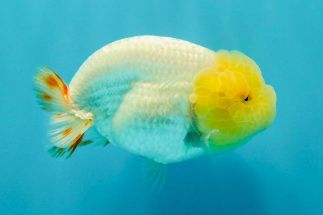 CHICKIE AAA Grade Red White Lipstick LionKing 4-4.5 inches #031326LC_11