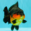 SUPER CUTE AAA Grade Apache Yuanbao Female 5 inches #062626YB_14