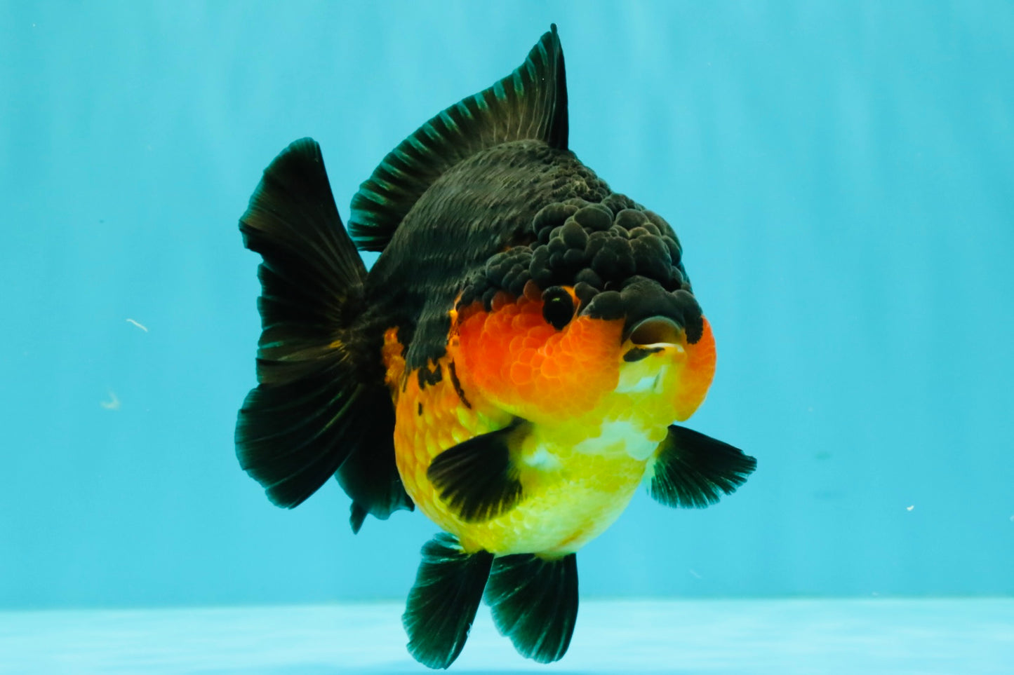 SUPER CUTE AAA Grade Apache Yuanbao Female 5 inches #062626YB_14