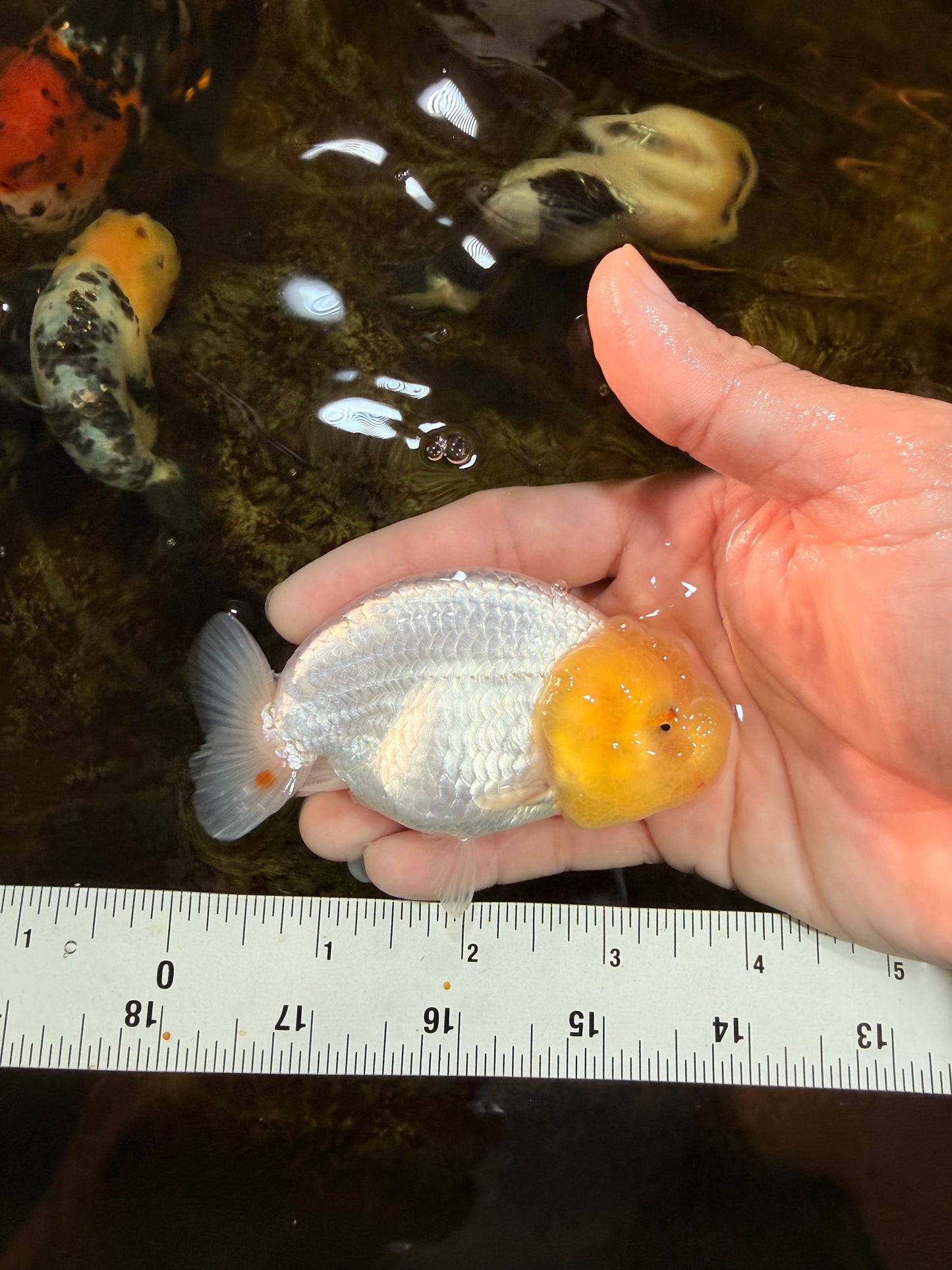 LEMON POP AAA Grade Lemonhead LionQueen 3.5-4 inches #101725LC_03