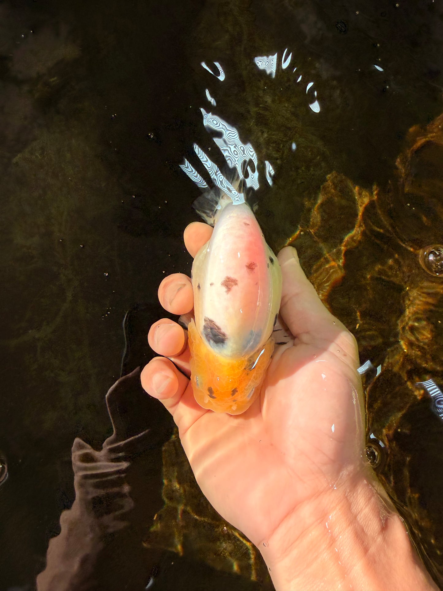 UNIQUE A Grade Chinese Cow Ranchu Female 4.5 inches #102425RC_04