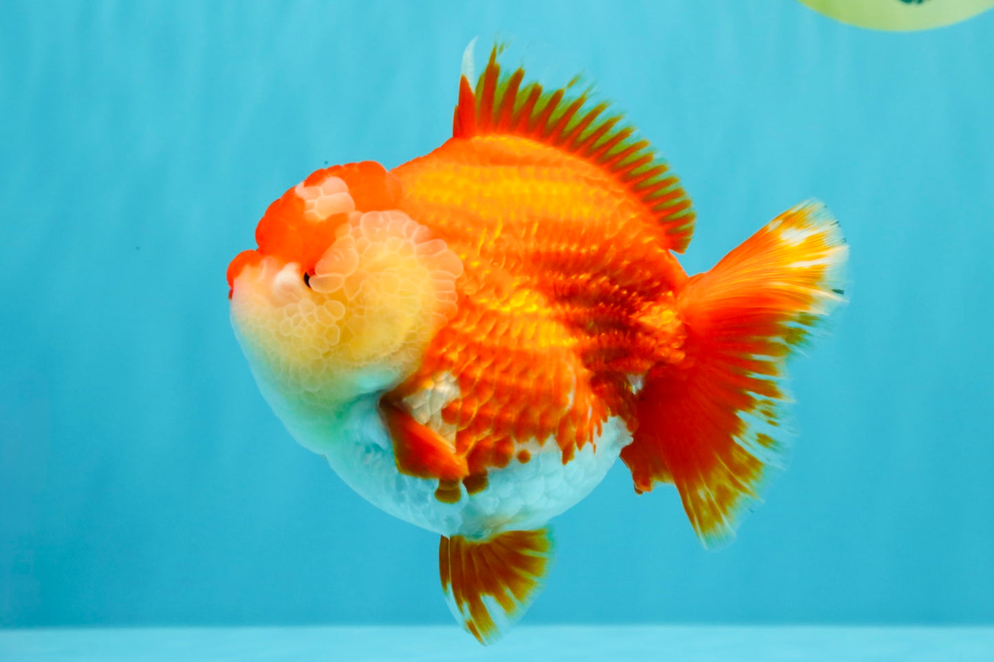 AAA Grade Godzilla Red White Yuanbao Female 5-5.5 inches #030626YB_12