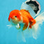 AAA Grade Cherry Sakura Oranda Male 6 inches #0927OR_02