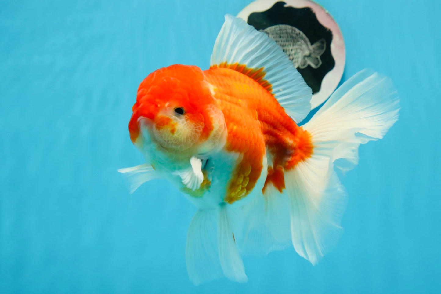 AAA Grade Cherry Sakura Oranda Male 6 inches #0927OR_02