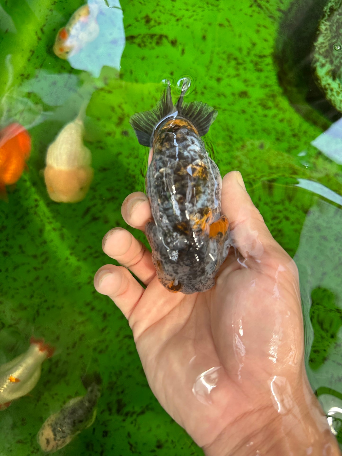 Kirin Ranchu High Back Female 4.5 inches #1004Rc_06