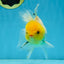 A Grade Lemonhead Oranda Male 5-inches #091225OR_28