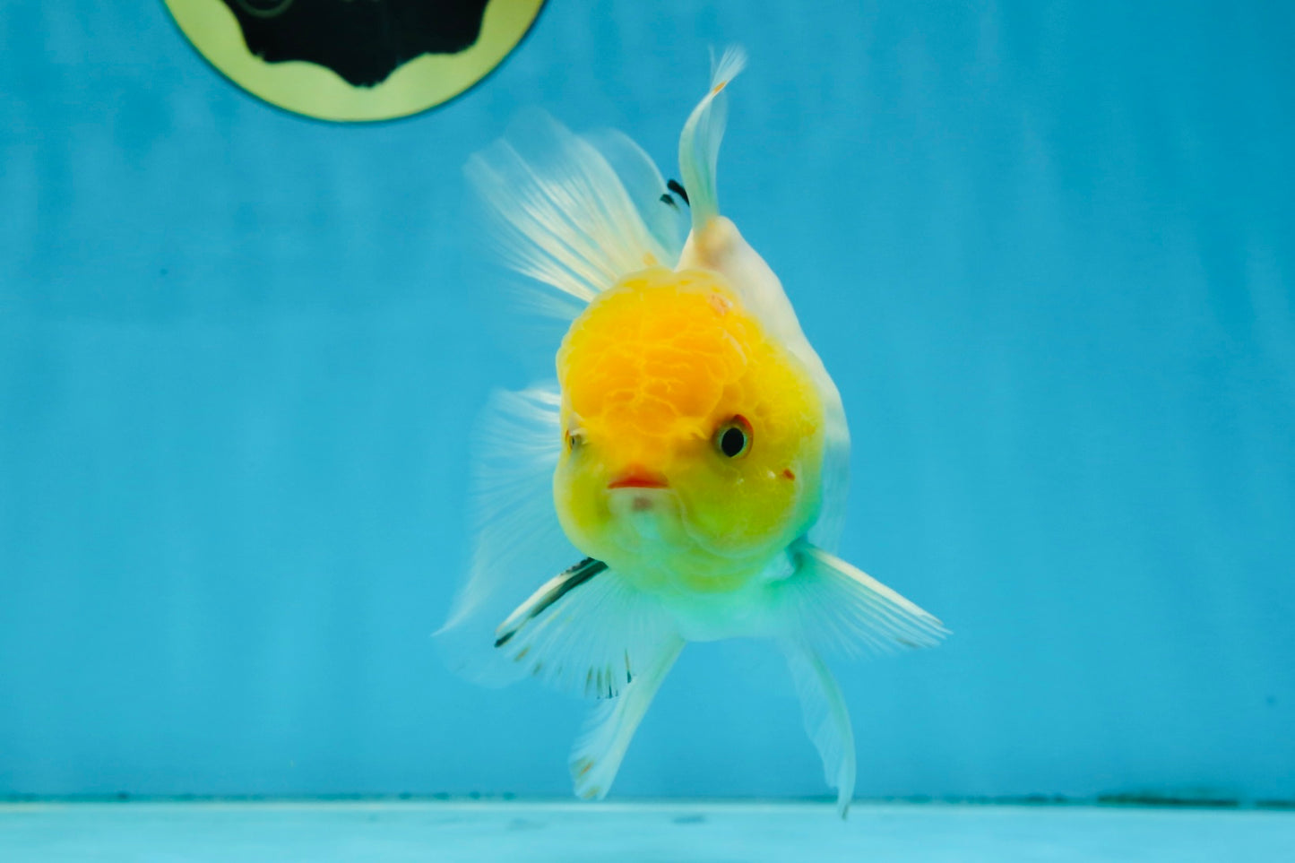 A Grade Lemonhead Oranda Male 5-inches #091225OR_28