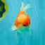 CHONKY A Grade Red White Oranda Male 6 inches #081426OR_06