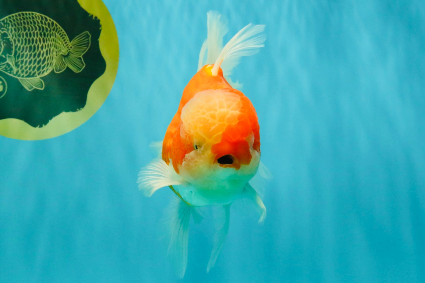 CHONKY A Grade Red White Oranda Male 6 inches #081426OR_06