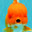 AAA Grade Red Oranda Female 6.5 inches #071026OR_24