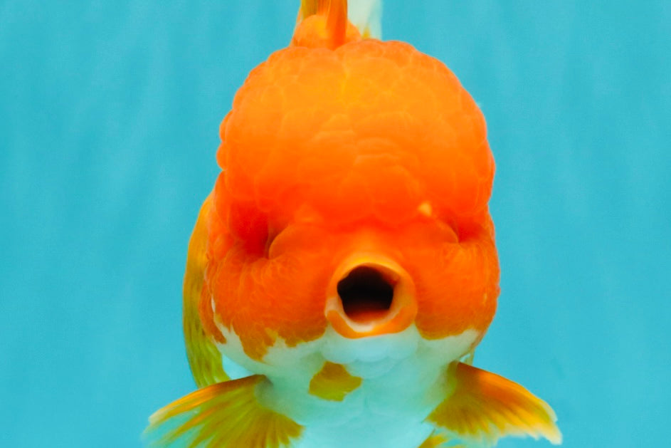 AAA Grade Red Oranda Female 6.5 inches #071026OR_24