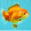 AAA Grade Red White Yuanbao Female 5-5.5 inches #061926YB_30