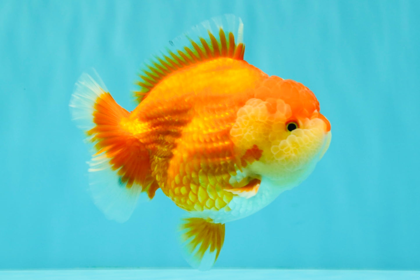 AAA Grade Red White Yuanbao Female 5-5.5 inches #061926YB_30