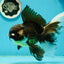 Giant Black Oranda Female 7 inches #112224OR_18