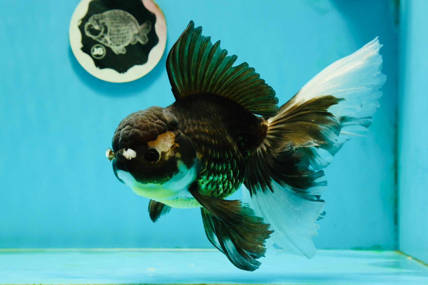 Giant Black Oranda Female 7 inches #112224OR_18