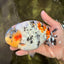 CHUBBY AAA Grade Diamond Scale Tricolor Ranchu Male 5.5 inches #100926RC_27