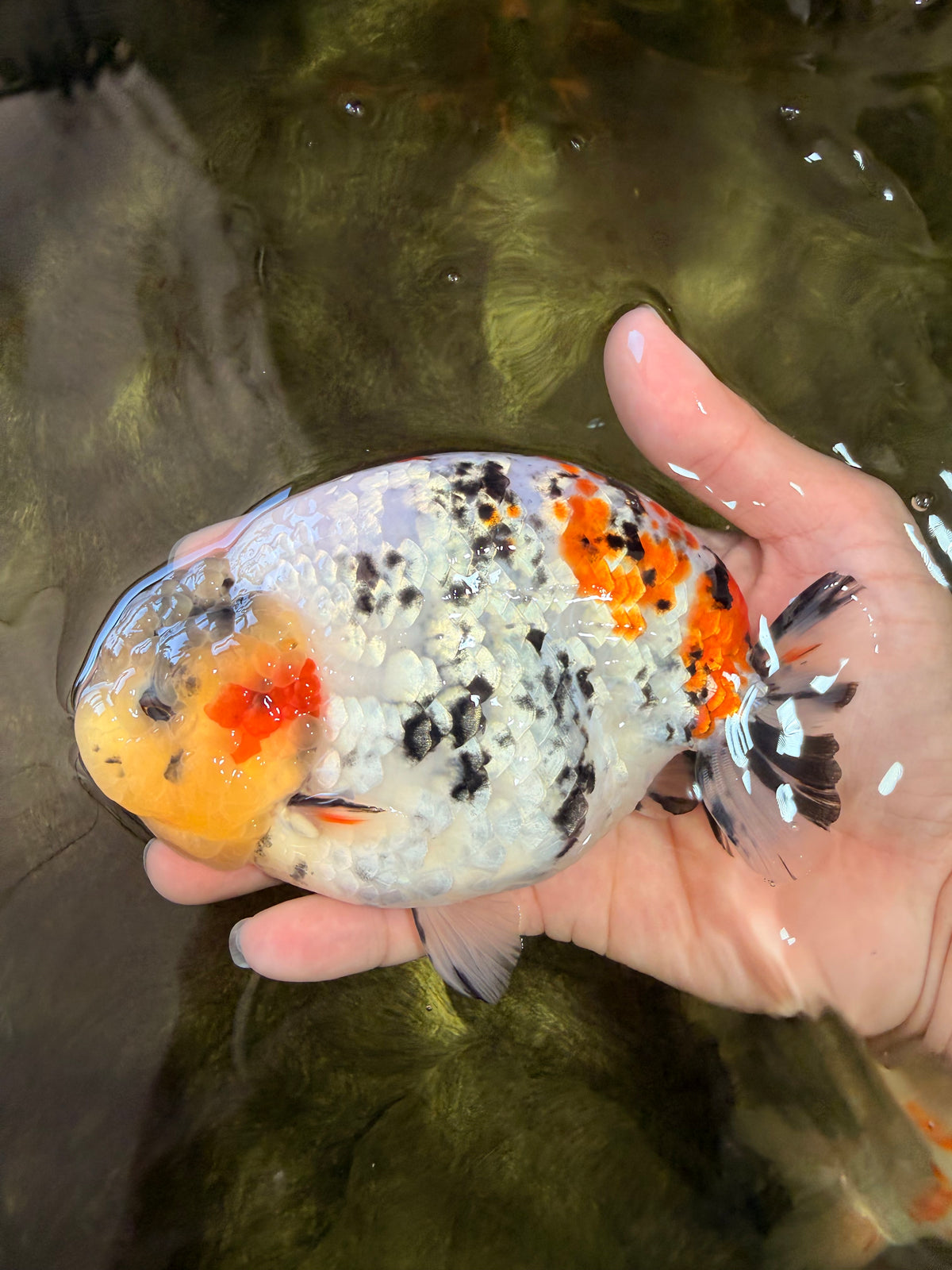 CHUBBY AAA Grade Diamond Scale Tricolor Ranchu Male 5.5 inches #100926RC_27