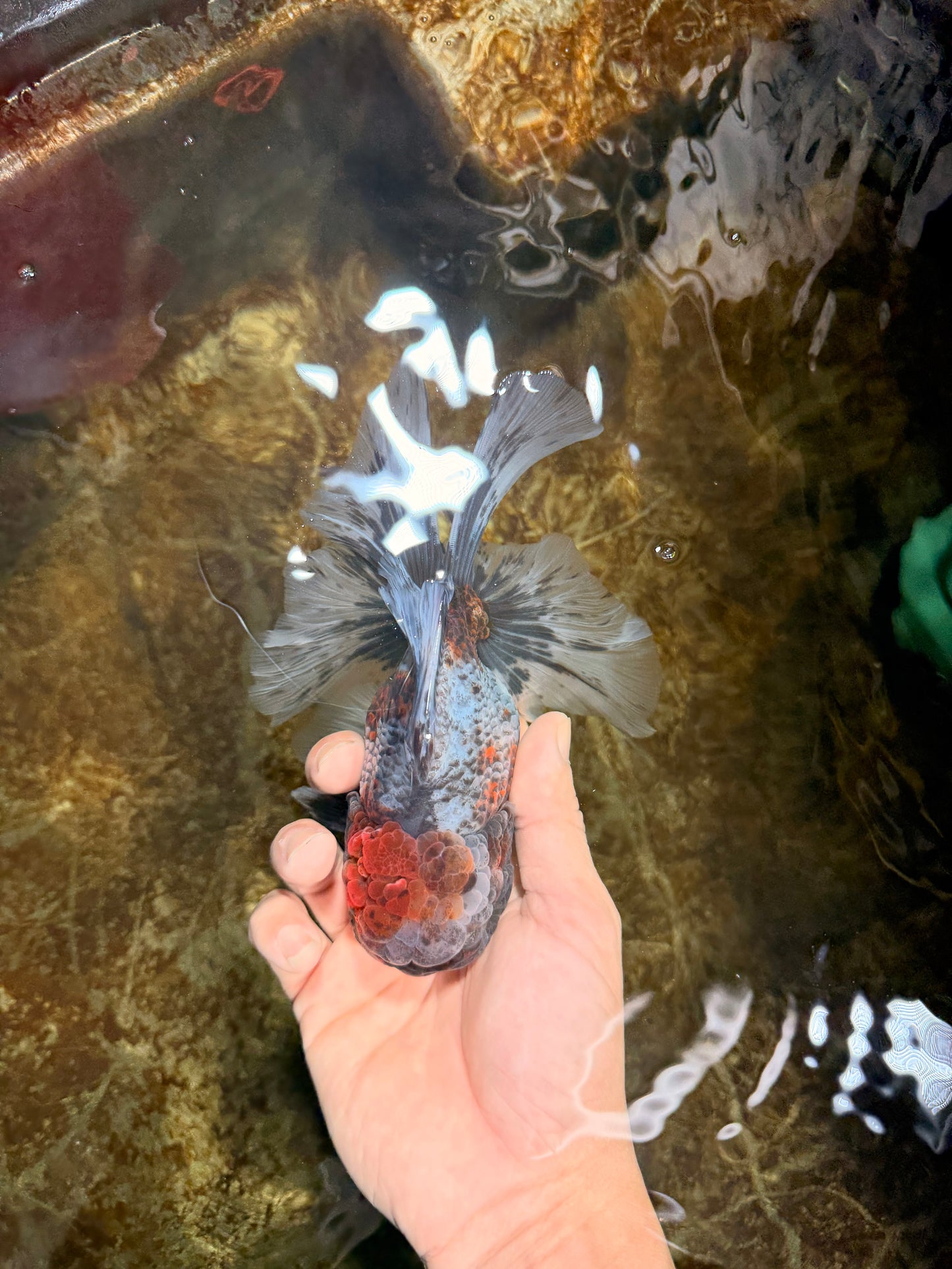 A Grade Kirin Oranda Female 6 inches #110725OR_02