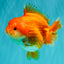 SUPER CUTE A Grade Red White Yuanbao Female 5-5.5 inches #071026YB_20