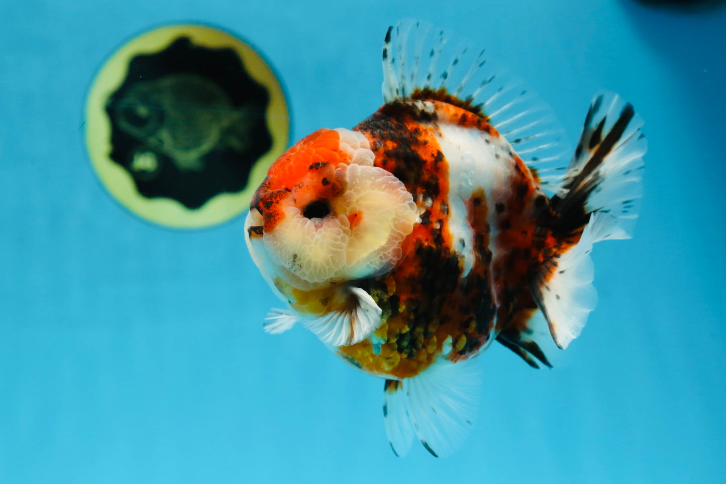 AAA Grade Godzilla Calico Yuanbao Male 4.5-5 inches #080125YB_14