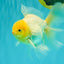 A Grade White Oranda Male 6 inches #061926OR_26