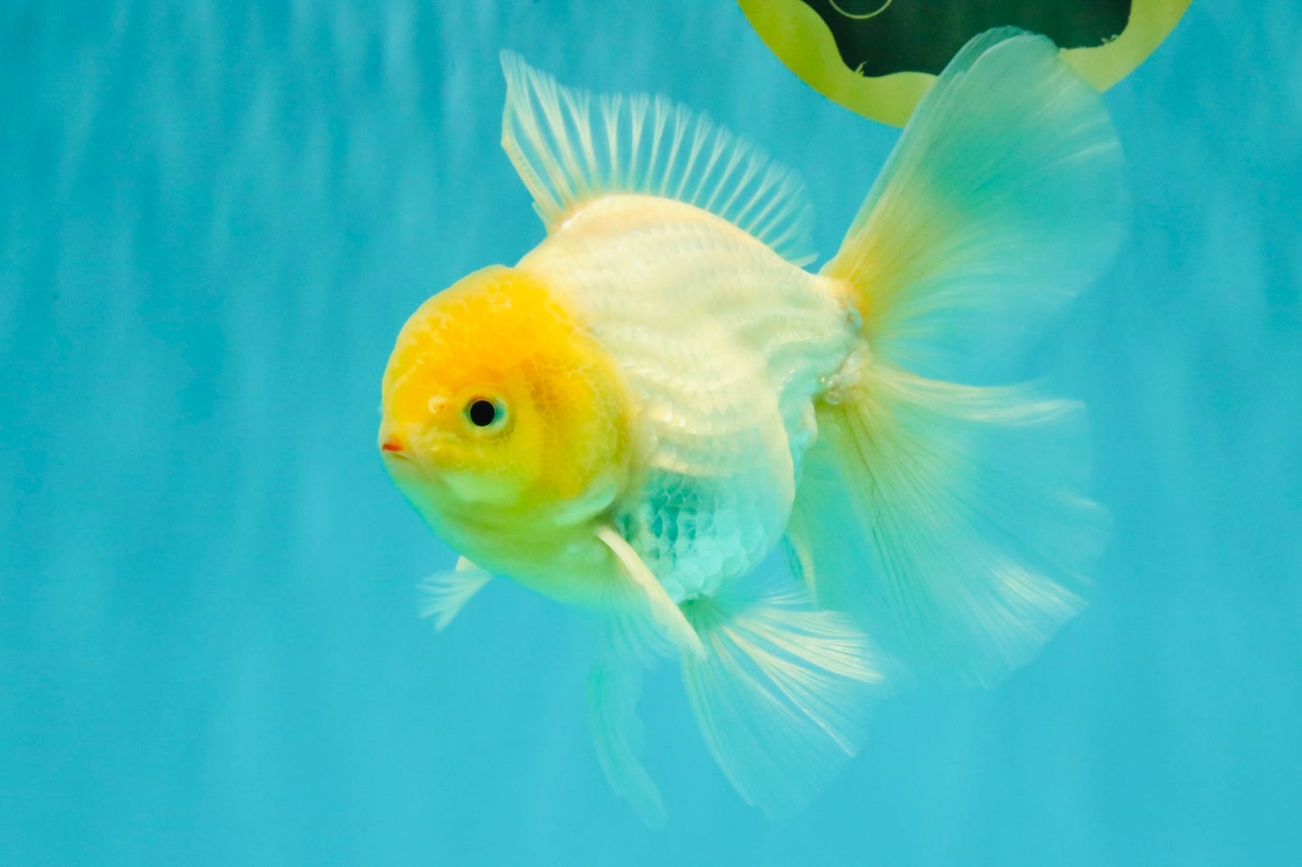A Grade White Oranda Male 6 inches #061926OR_26