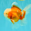 A Grade Jade Head Red White Oranda Male 5-5.5 inches #062626OR_25
