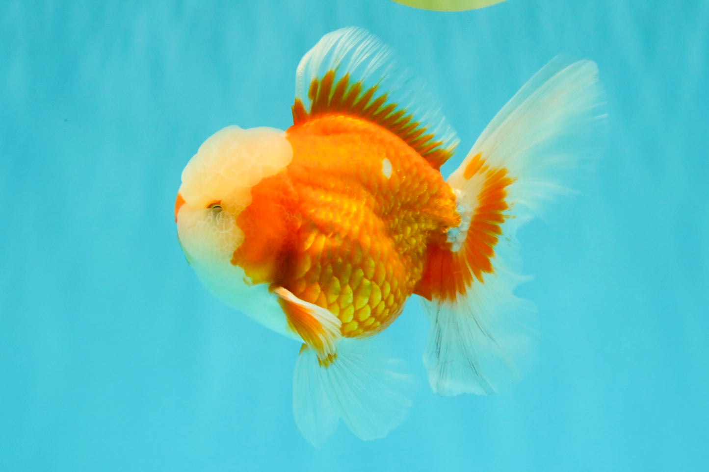 A Grade Jade Head Red White Oranda Male 5-5.5 inches #062626OR_25