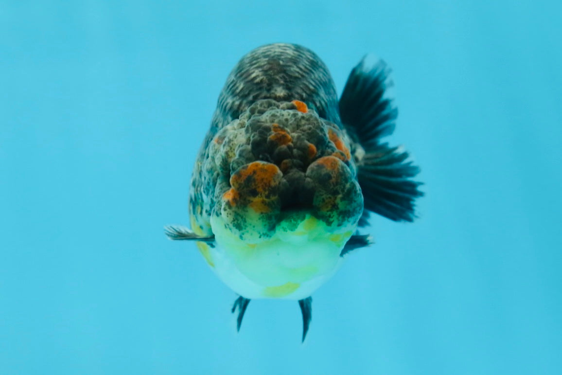 A Grade High Back Blue Kirin LionQueen 3.5-4 inches #050925LC_07