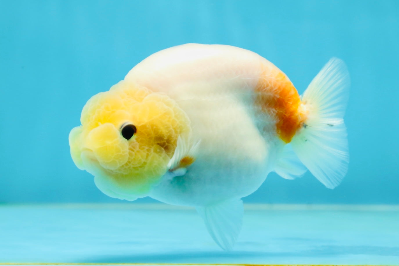 A Grade Sakura Button Eyes LionQueen 4 inches #050925LC_09